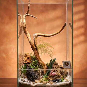 Terrarium