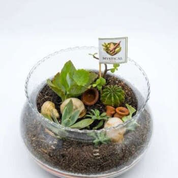 Open Terrarium