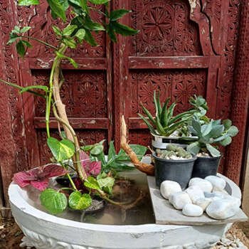 Plants Arrangement with Water Feature
