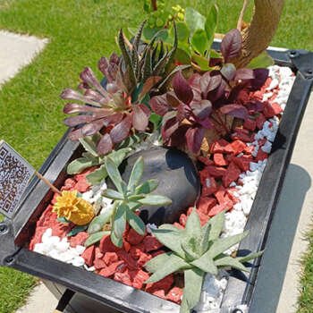 Succulents & Cactus bed (Angeethi)