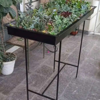 Succulents & Cactus bed ( large)