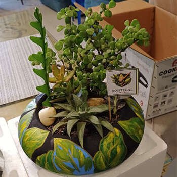 Succulents n Cacti