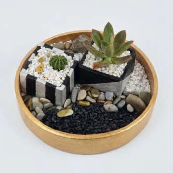 Succulents n CactiSucculents n Cacti
